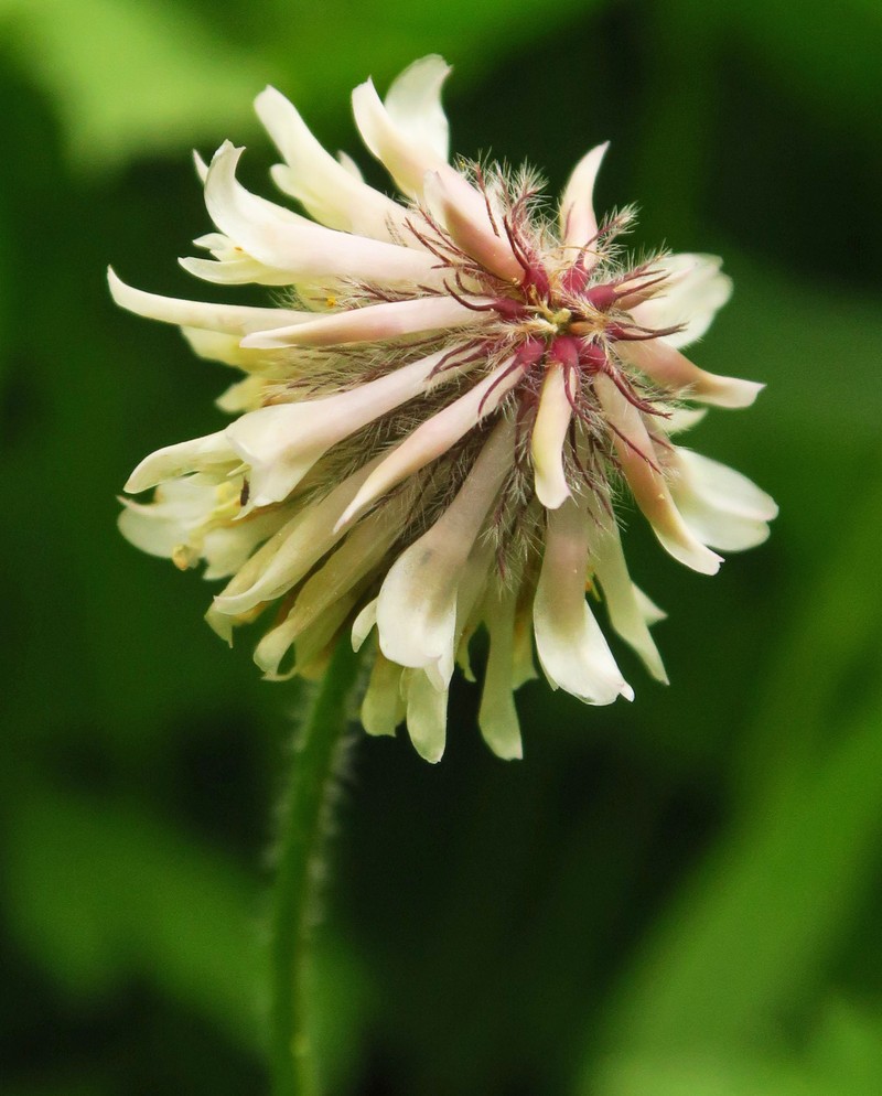 Trifolium eriocephalum subsp. arcuatum photo 3