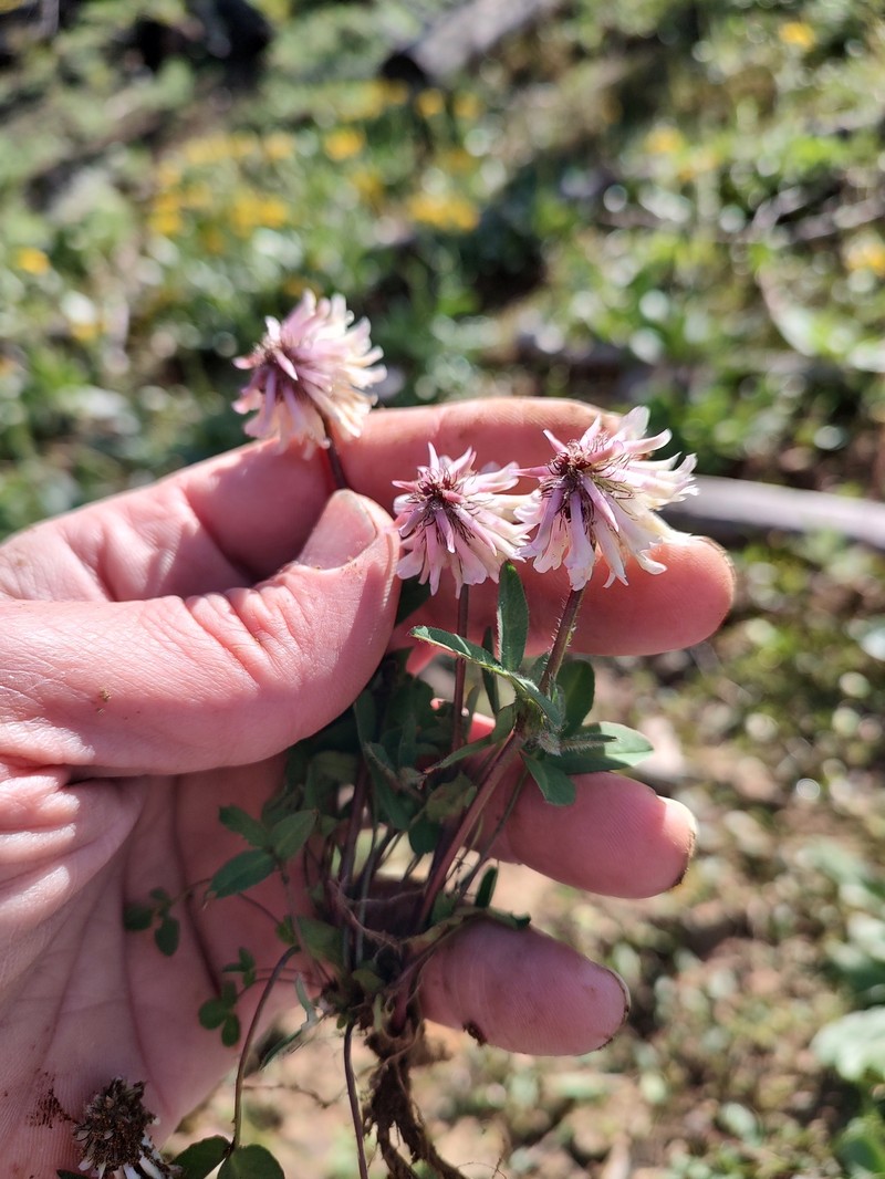 Trifolium eriocephalum subsp. arcuatum photo 4