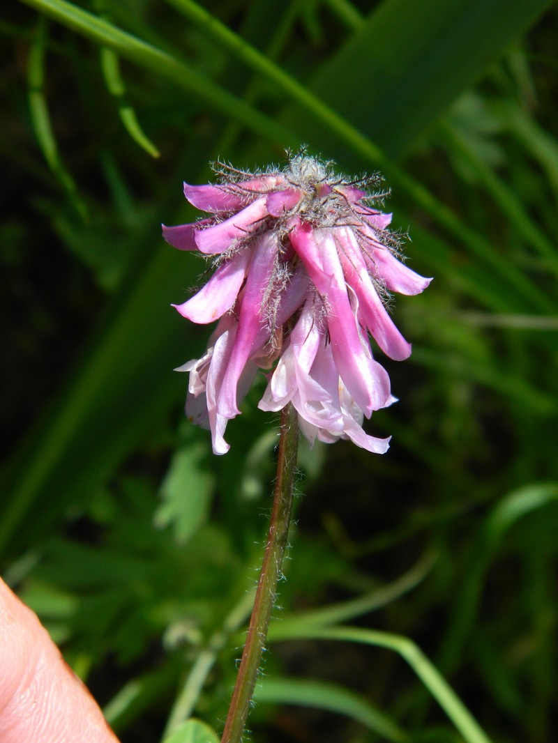 Trifolium eriocephalum subsp. arcuatum photo 5