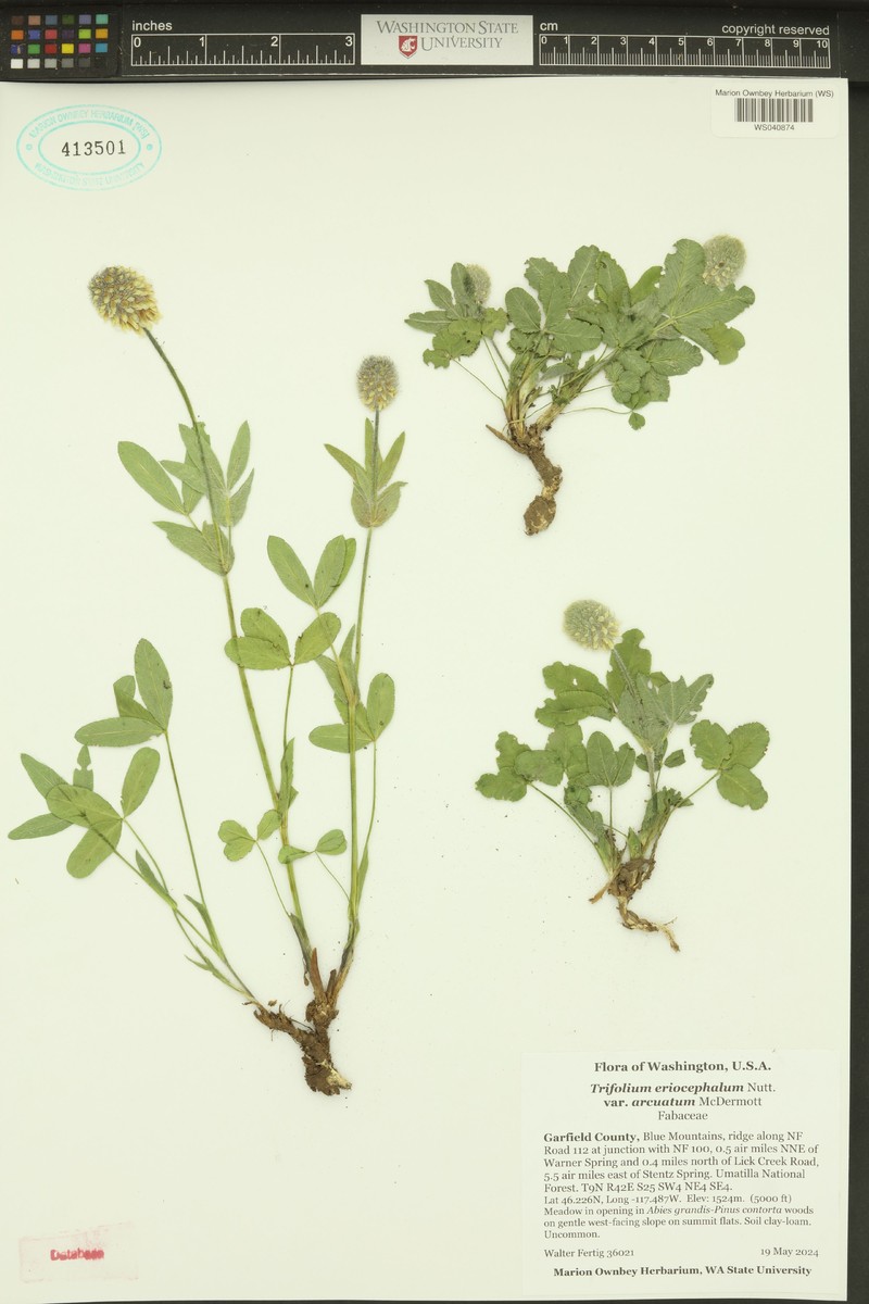 Trifolium eriocephalum subsp. arcuatum photo 6