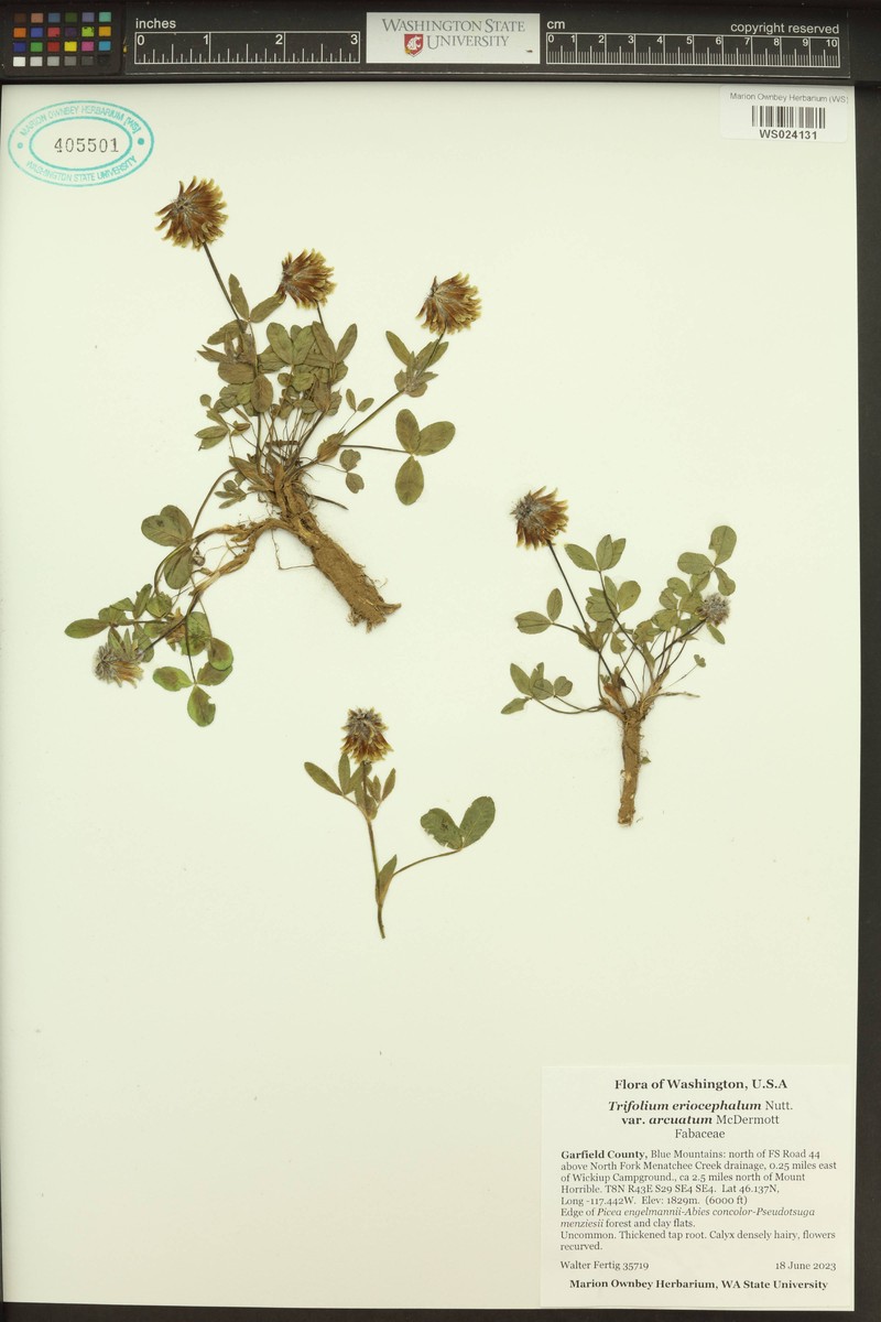 Trifolium eriocephalum subsp. arcuatum photo 7