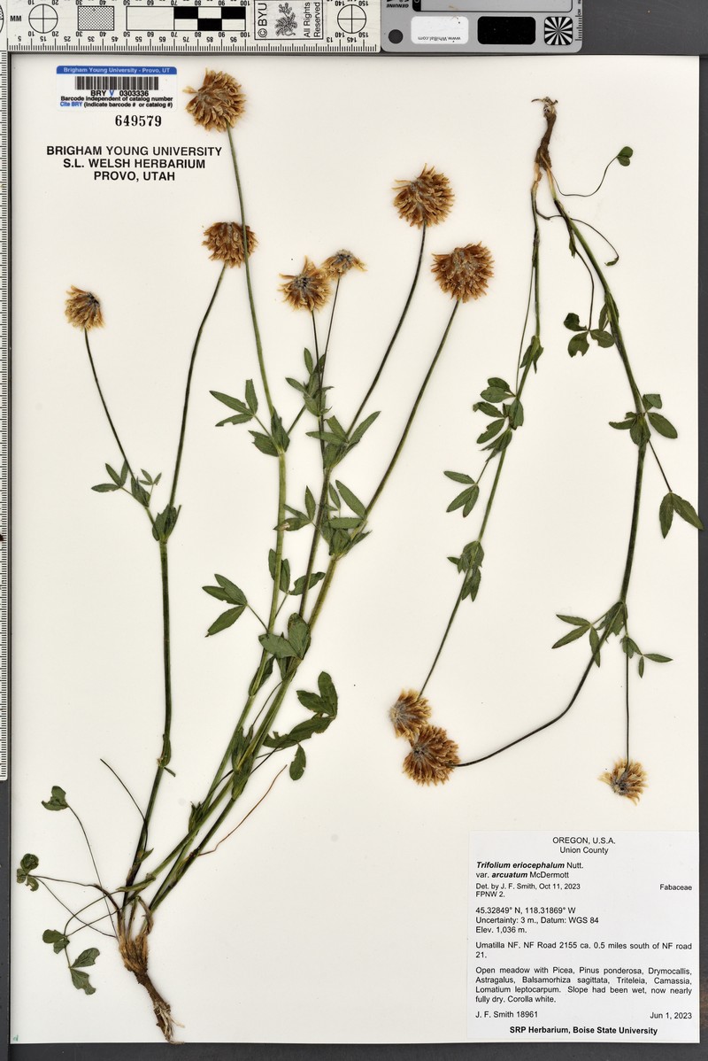 Trifolium eriocephalum subsp. arcuatum photo 8