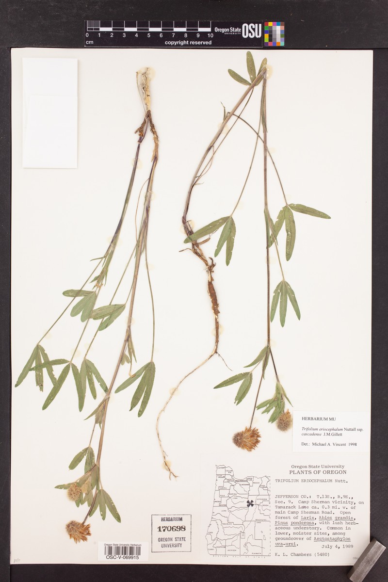 Trifolium eriocephalum subsp. cascadense