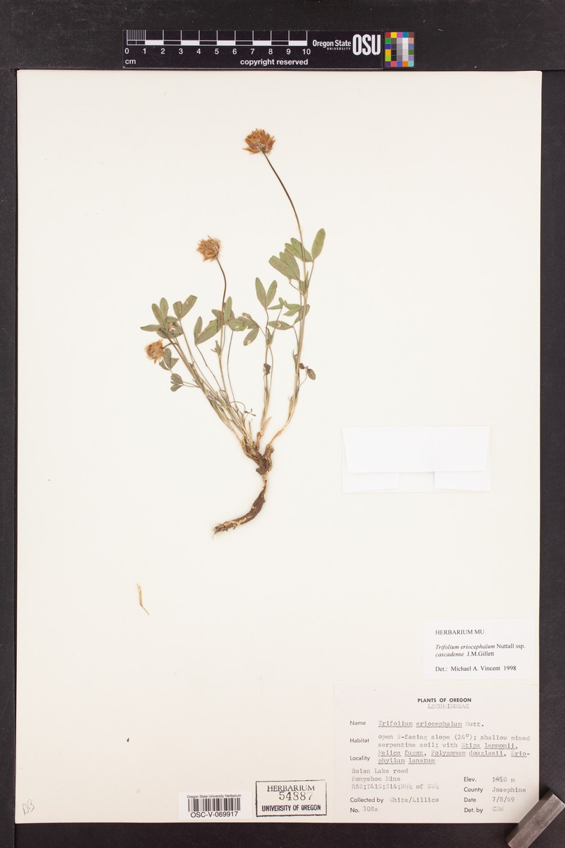 Trifolium eriocephalum subsp. cascadense photo 2