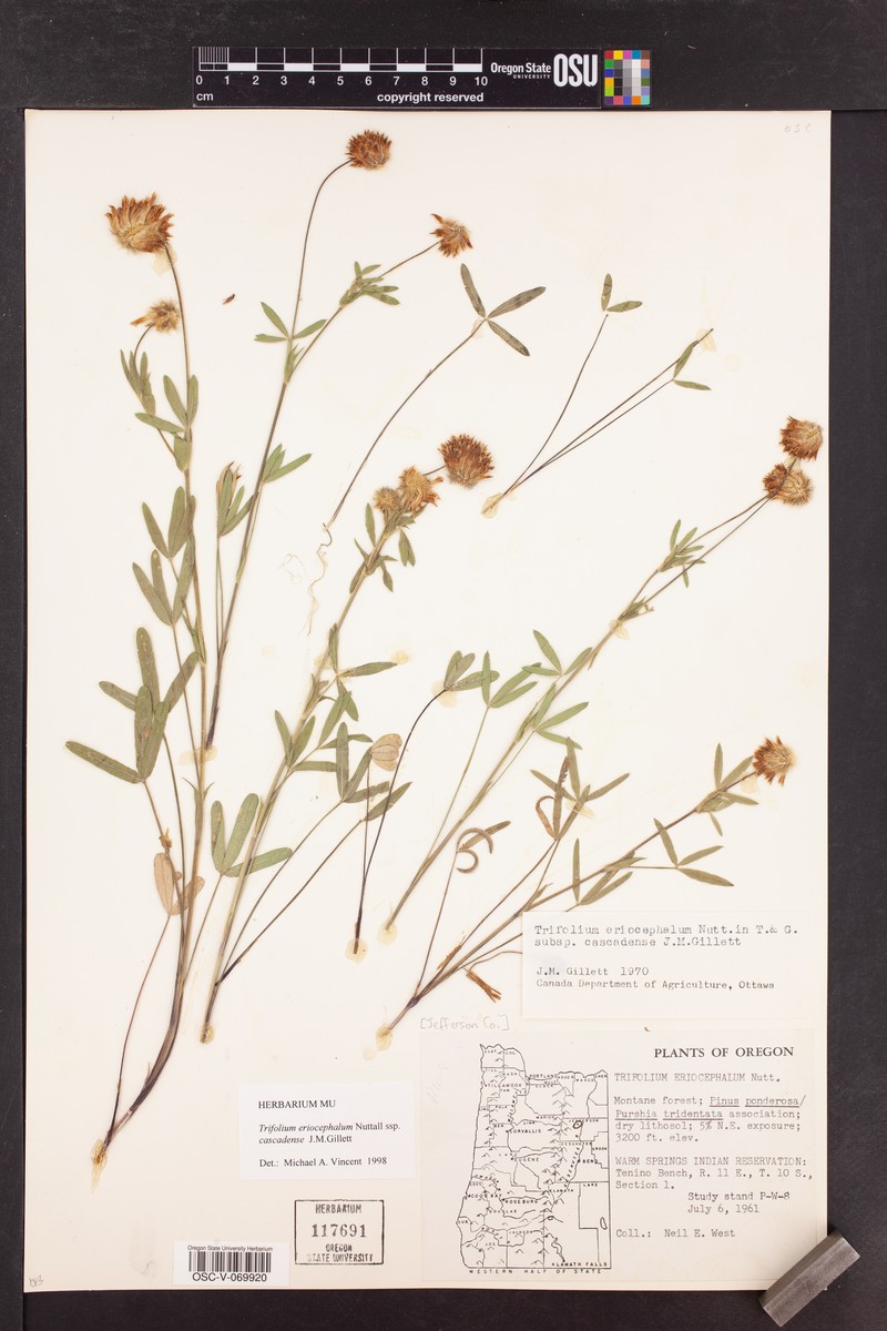 Trifolium eriocephalum subsp. cascadense photo 3