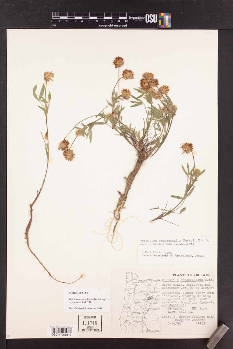 Trifolium eriocephalum subsp. cascadense photo 4