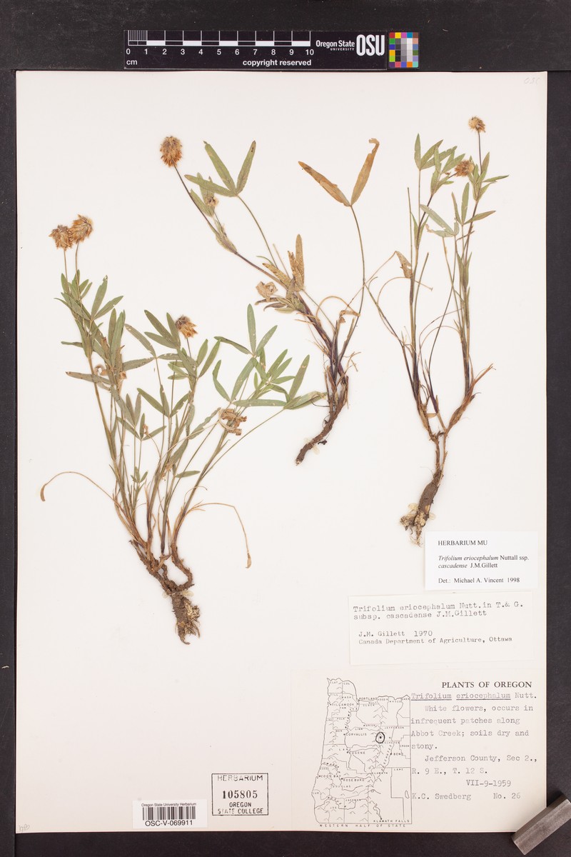Trifolium eriocephalum subsp. cascadense photo 5