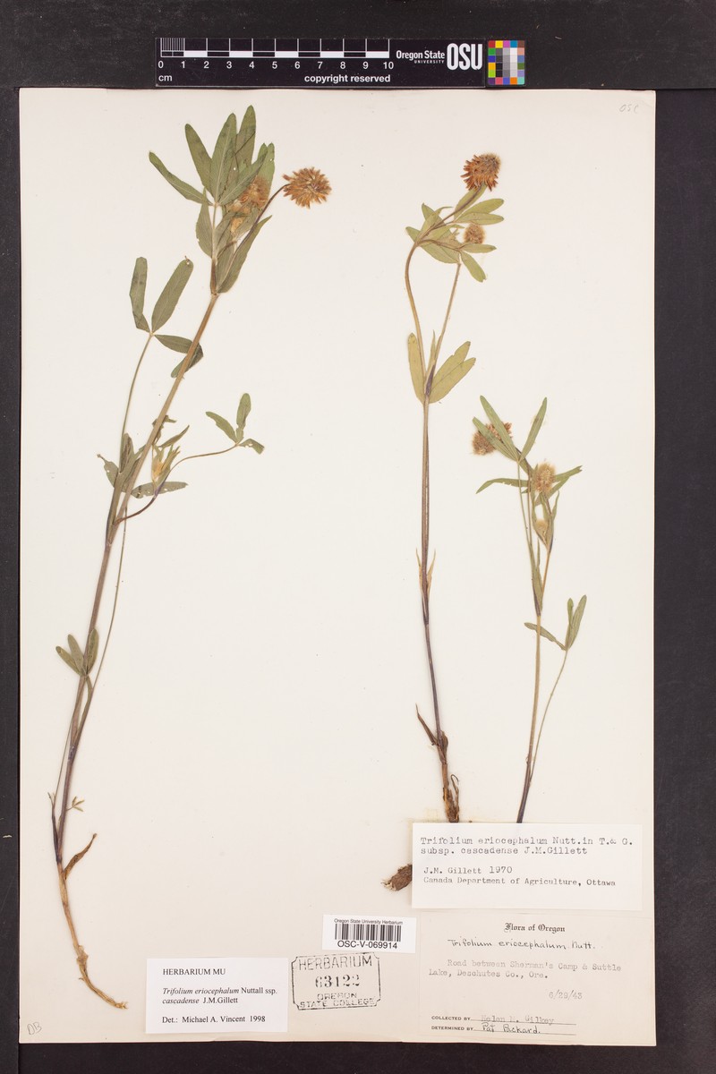 Trifolium eriocephalum subsp. cascadense photo 6
