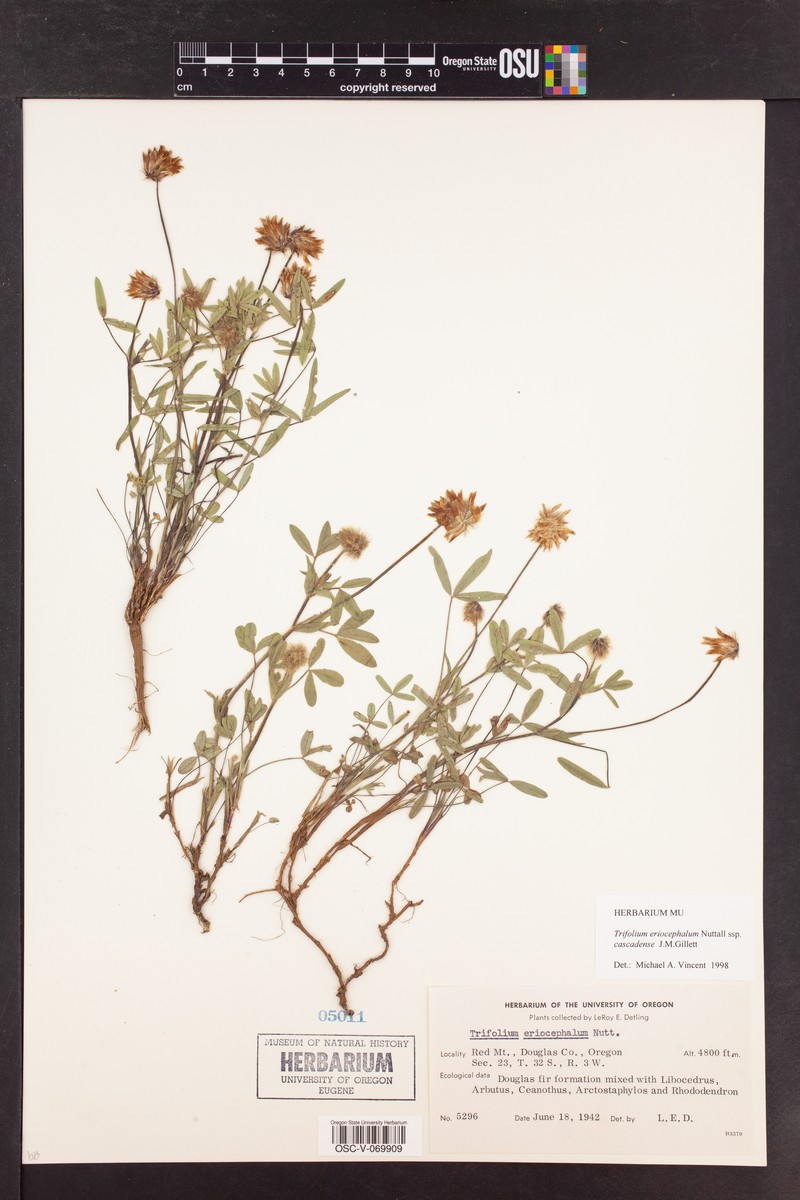 Trifolium eriocephalum subsp. cascadense photo 7