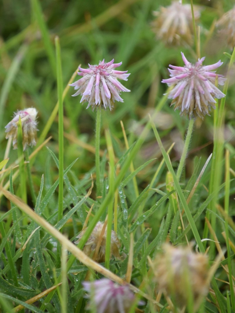 Trifolium eriocephalum subsp. cusickii
