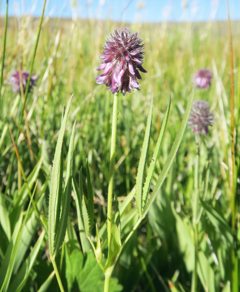 Trifolium eriocephalum subsp. cusickii photo 2