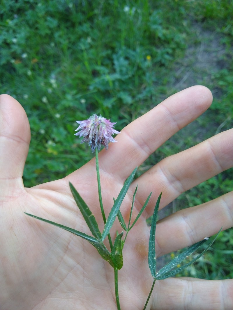Trifolium eriocephalum subsp. cusickii photo 3