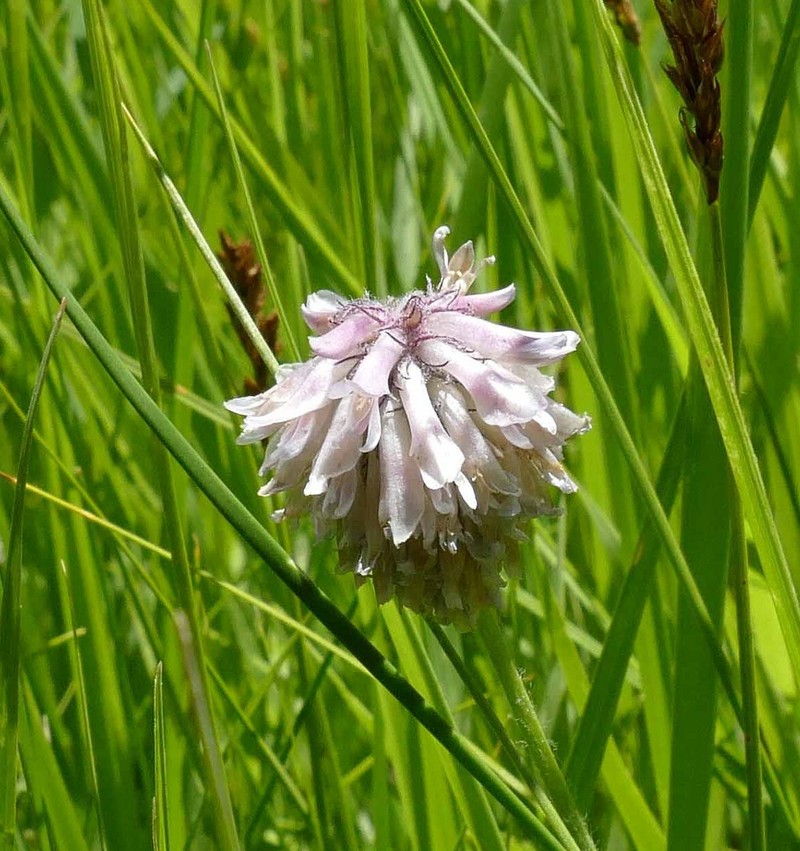 Trifolium eriocephalum subsp. cusickii photo 4
