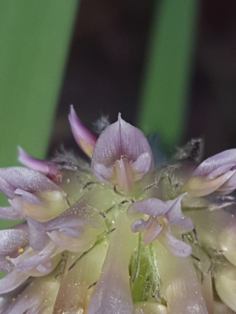 Trifolium eriocephalum subsp. cusickii photo 5