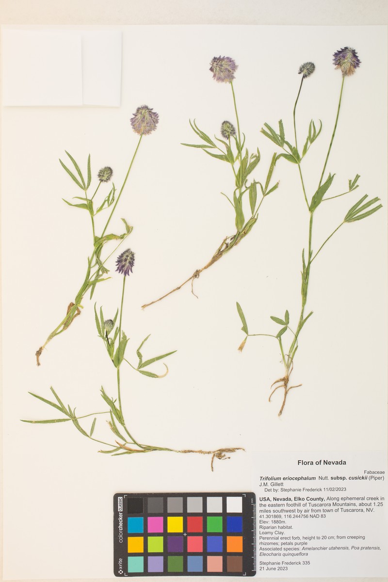 Trifolium eriocephalum subsp. cusickii photo 6