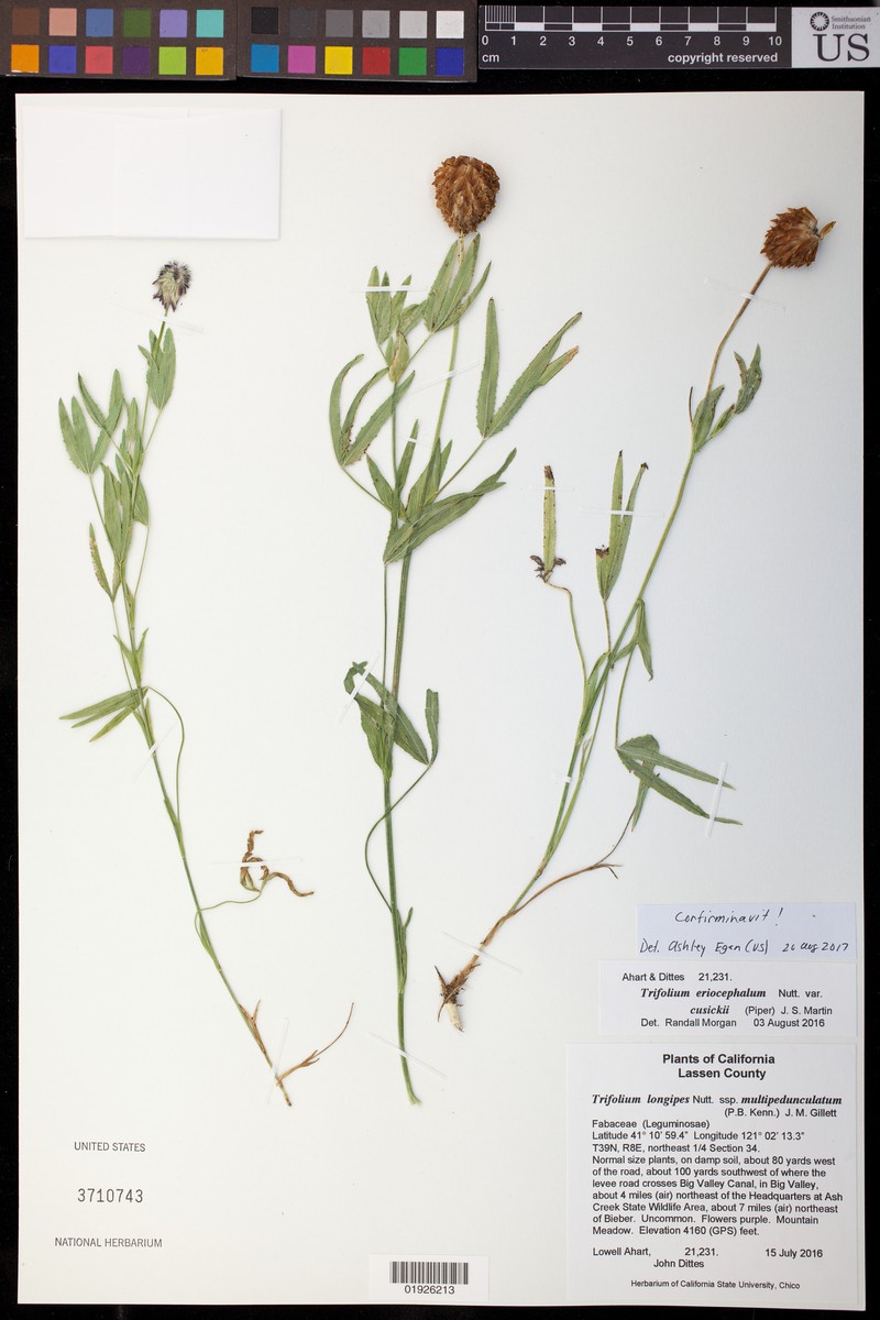Trifolium eriocephalum subsp. cusickii photo 7