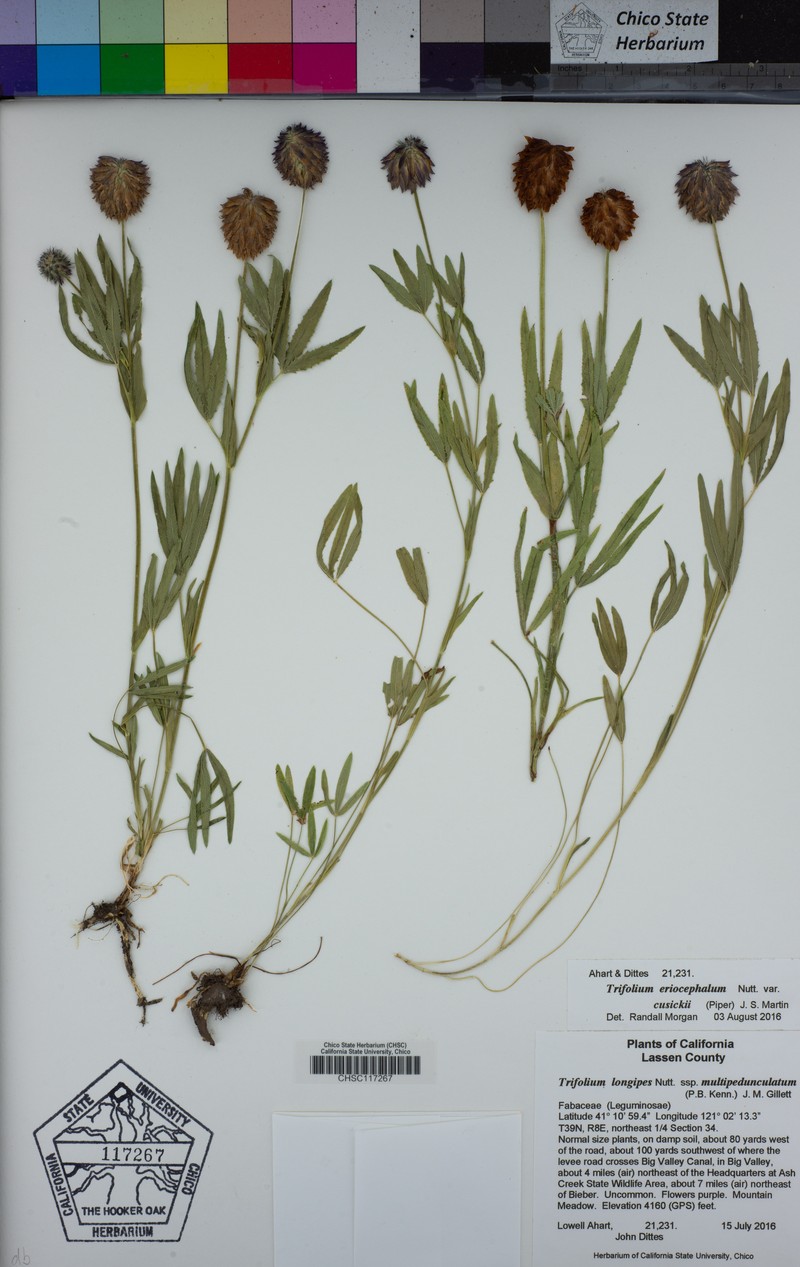 Trifolium eriocephalum subsp. cusickii photo 8