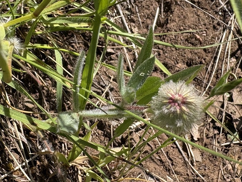 Trifolium eriocephalum subsp. eriocephalum