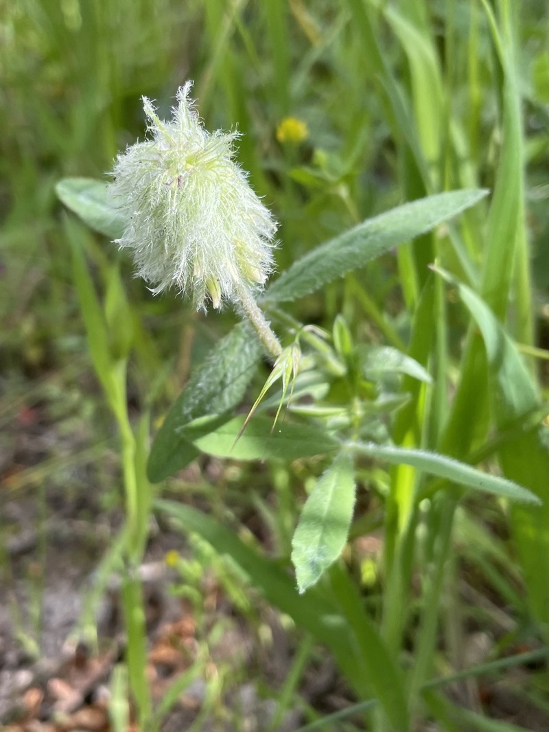 Trifolium eriocephalum subsp. eriocephalum photo 2