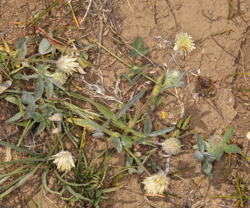 Trifolium eriocephalum subsp. eriocephalum photo 3