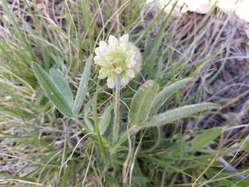 Trifolium eriocephalum subsp. eriocephalum photo 4