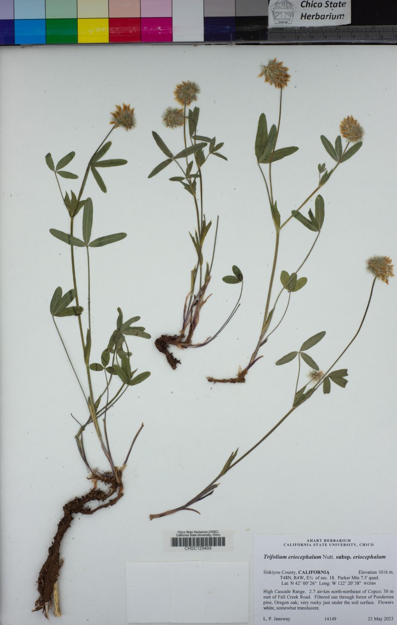 Trifolium eriocephalum subsp. eriocephalum photo 5