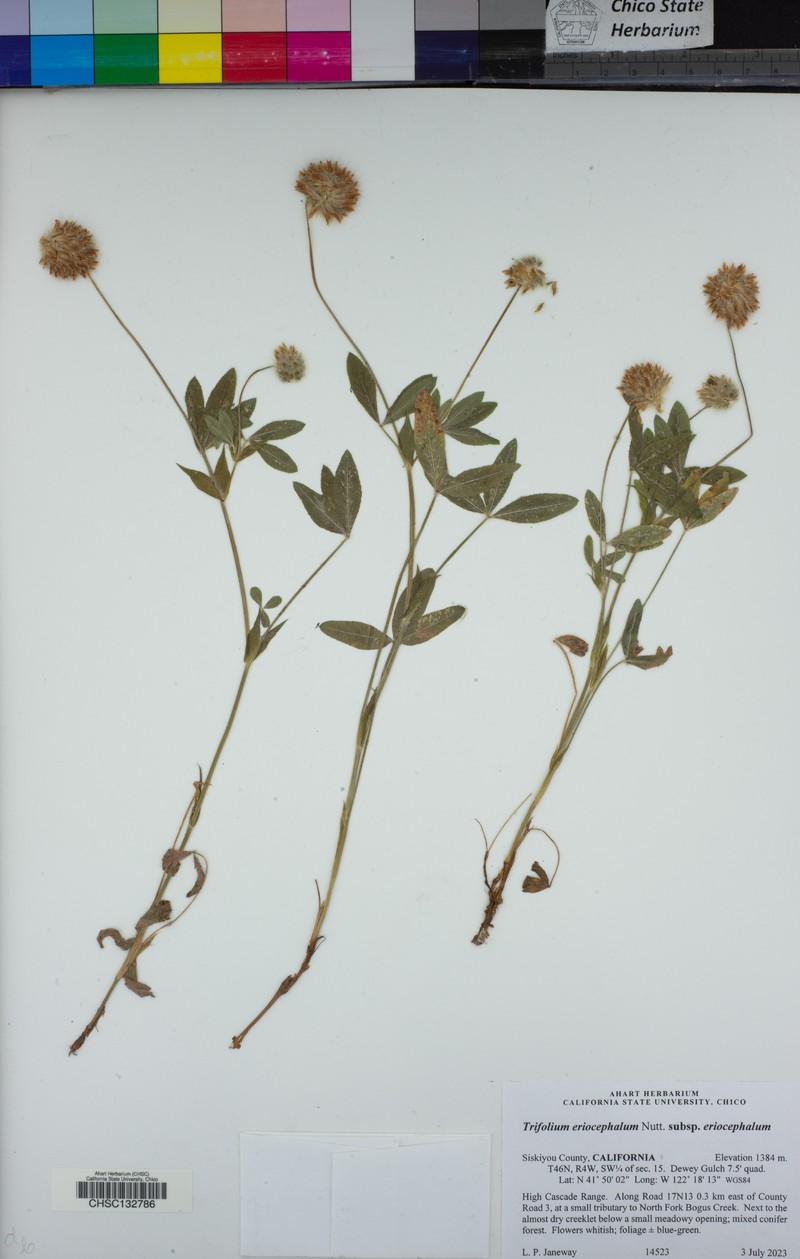 Trifolium eriocephalum subsp. eriocephalum photo 6