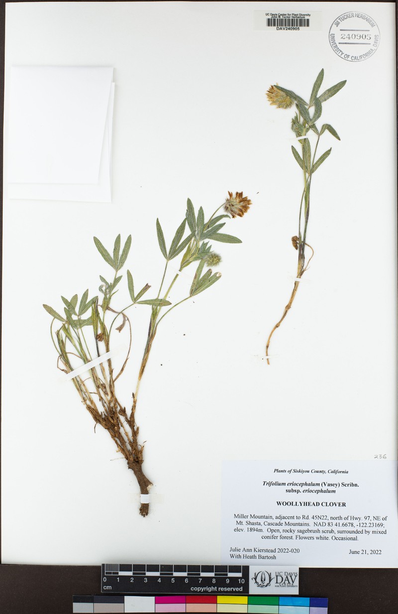 Trifolium eriocephalum subsp. eriocephalum photo 7