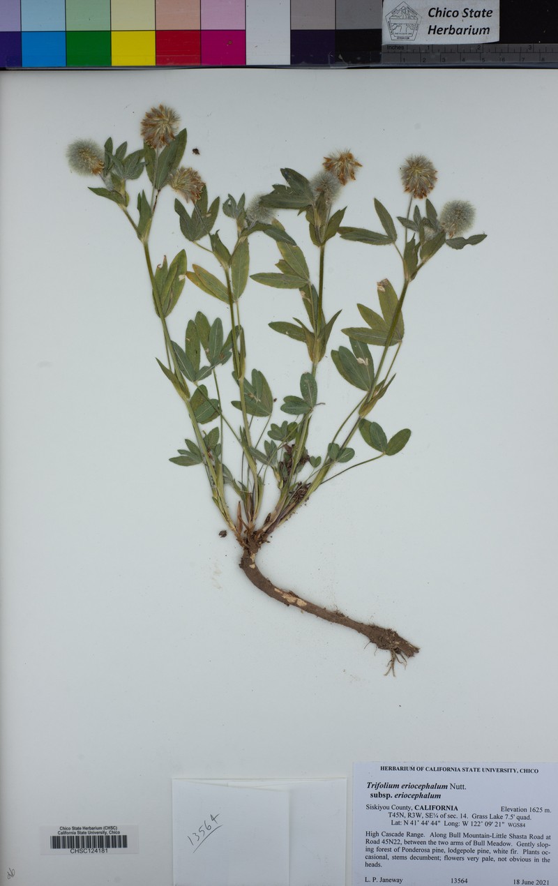 Trifolium eriocephalum subsp. eriocephalum photo 8