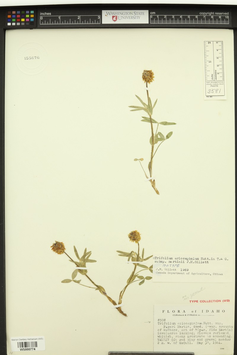 Trifolium eriocephalum subsp. martinii