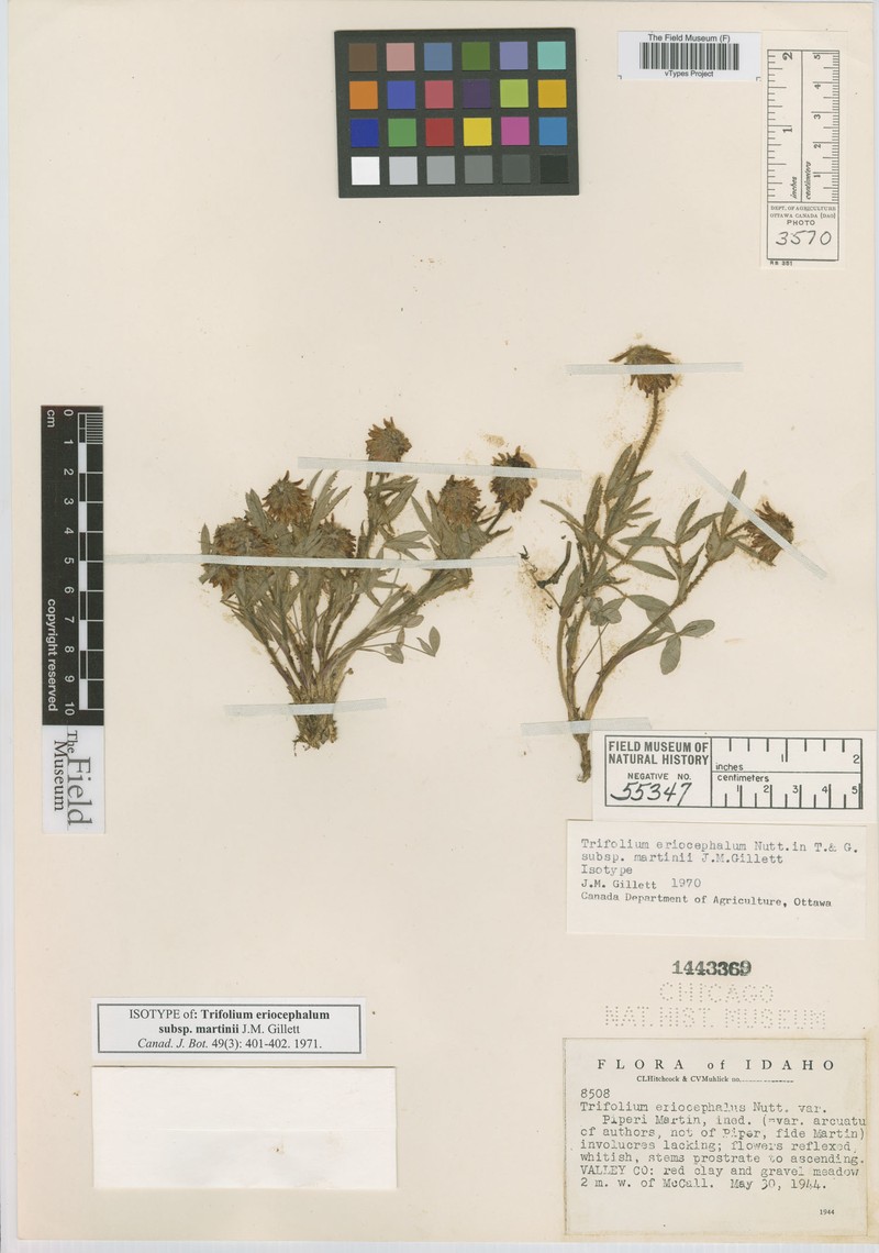 Trifolium eriocephalum subsp. martinii photo 2