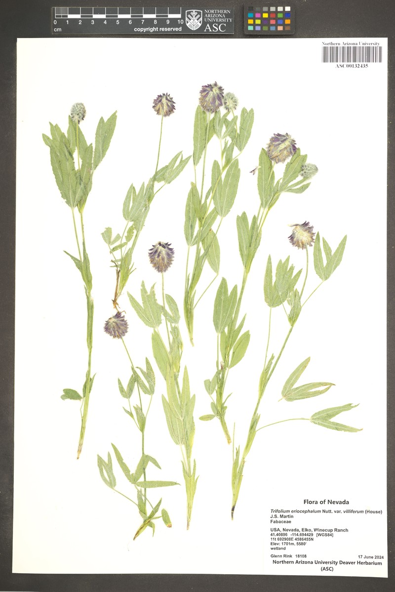 Trifolium eriocephalum subsp. villiferum