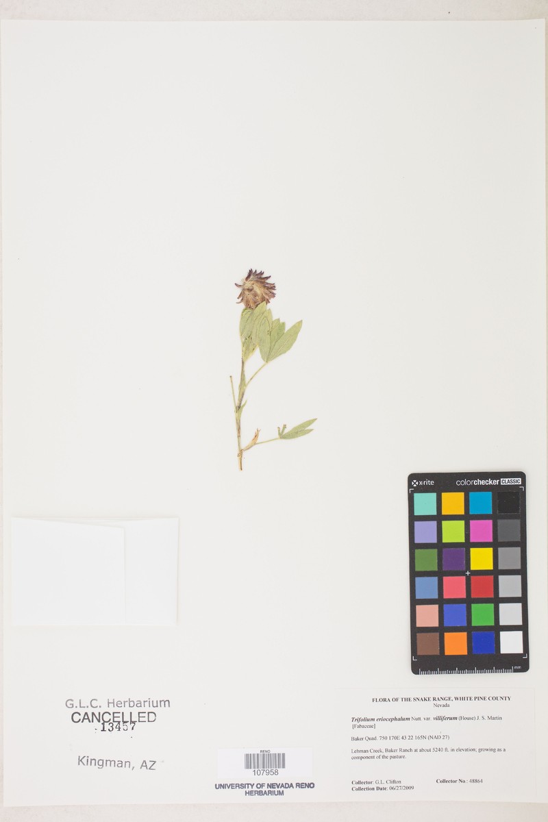 Trifolium eriocephalum subsp. villiferum photo 2