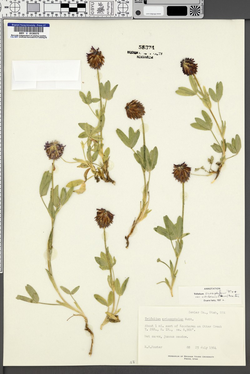 Trifolium eriocephalum subsp. villiferum photo 3