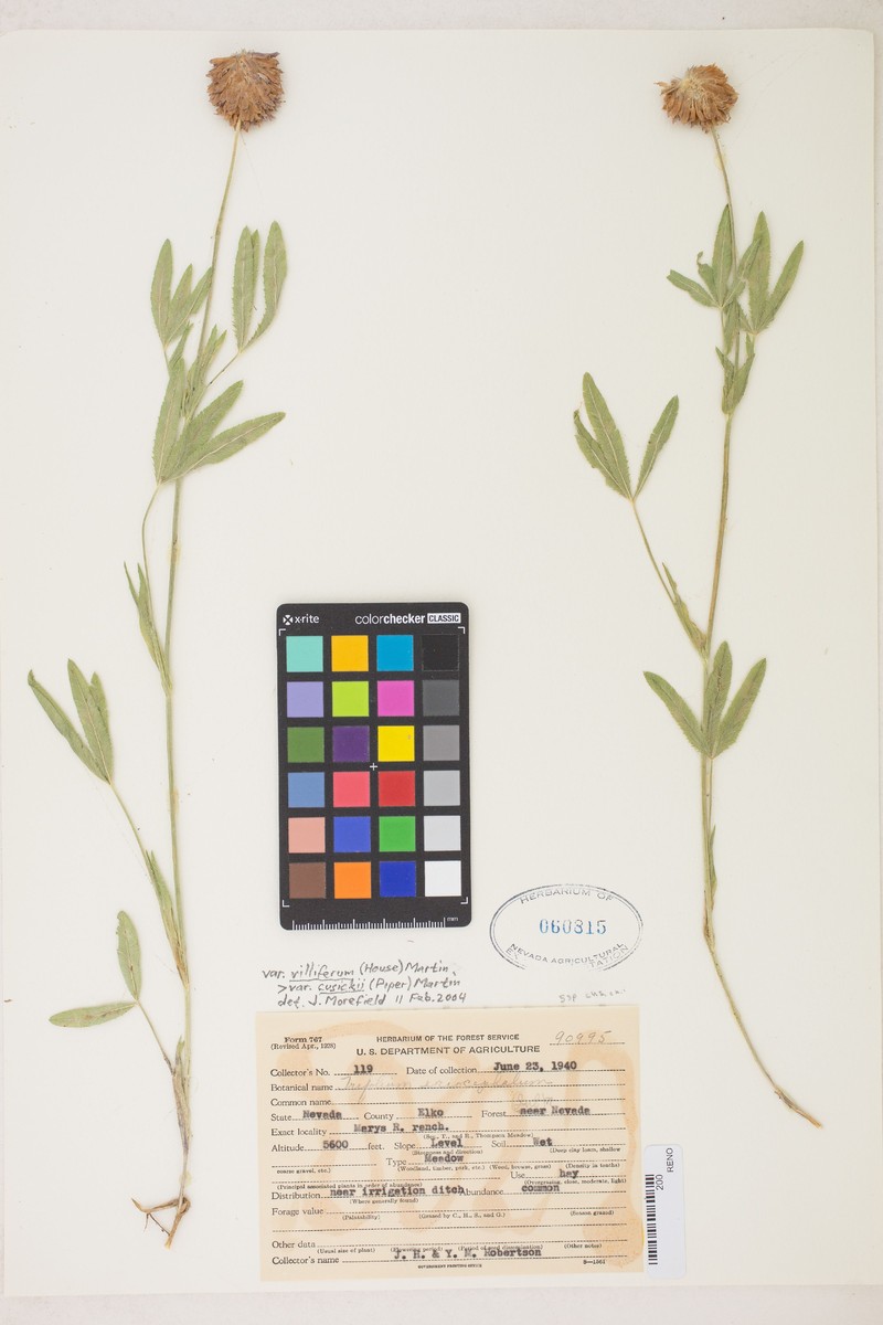 Trifolium eriocephalum subsp. villiferum photo 4