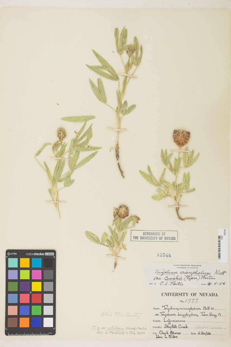 Trifolium eriocephalum subsp. villiferum photo 5