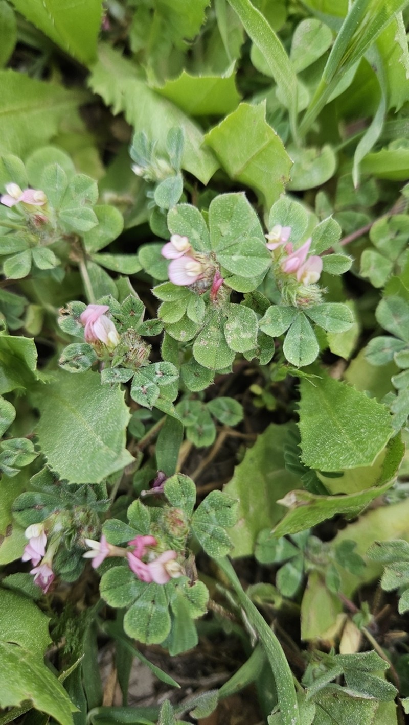 Woolly Round-Head Clover