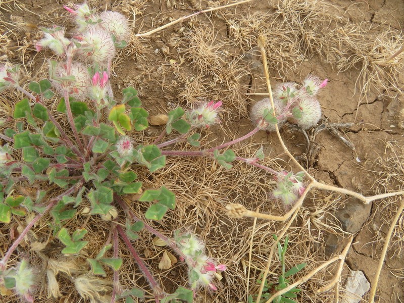 Woolly Round-Head Clover photo 5
