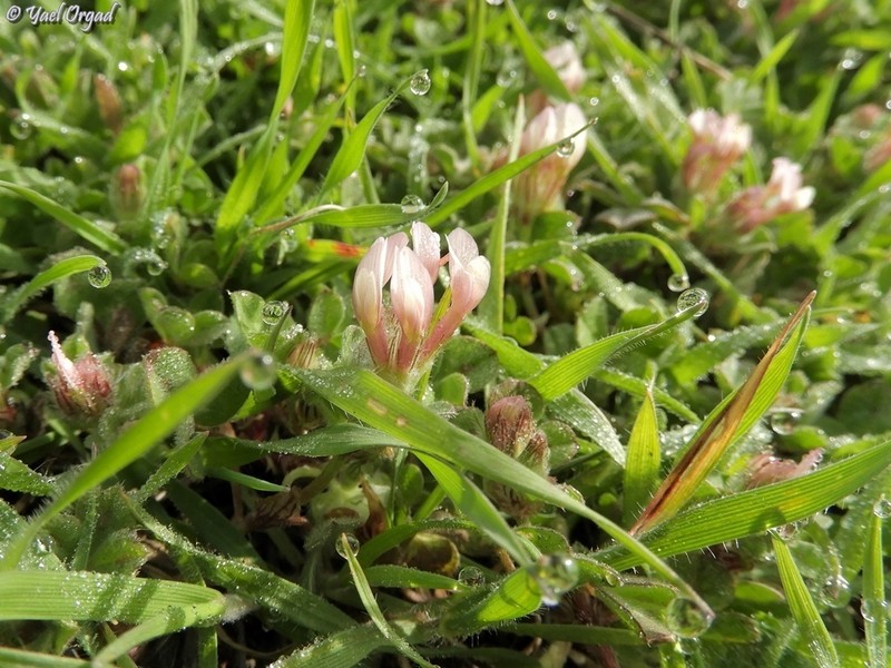 Woolly Round-Head Clover photo 6