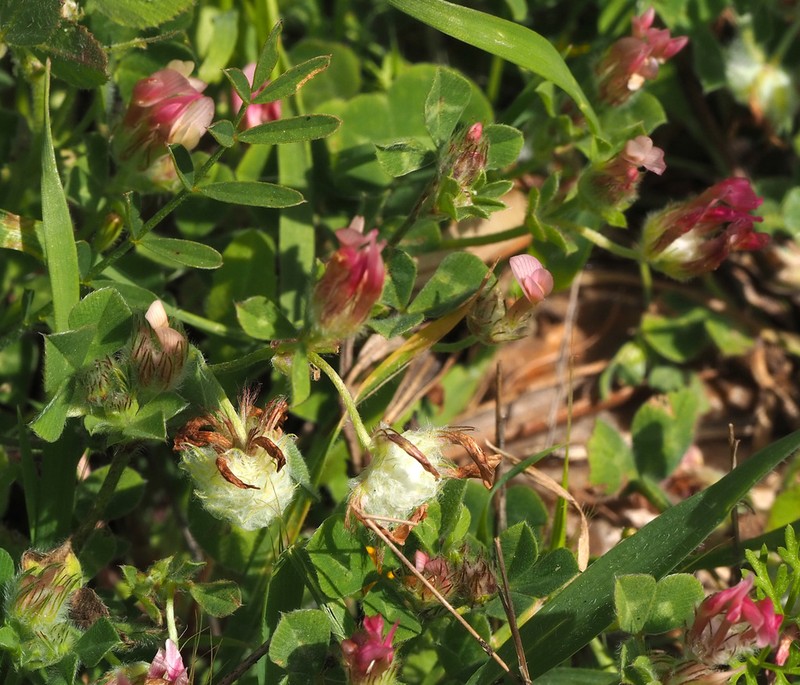Woolly Round-Head Clover photo 7