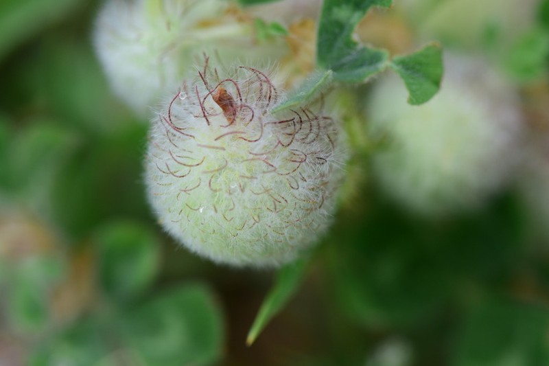 Woolly Round-Head Clover photo 8