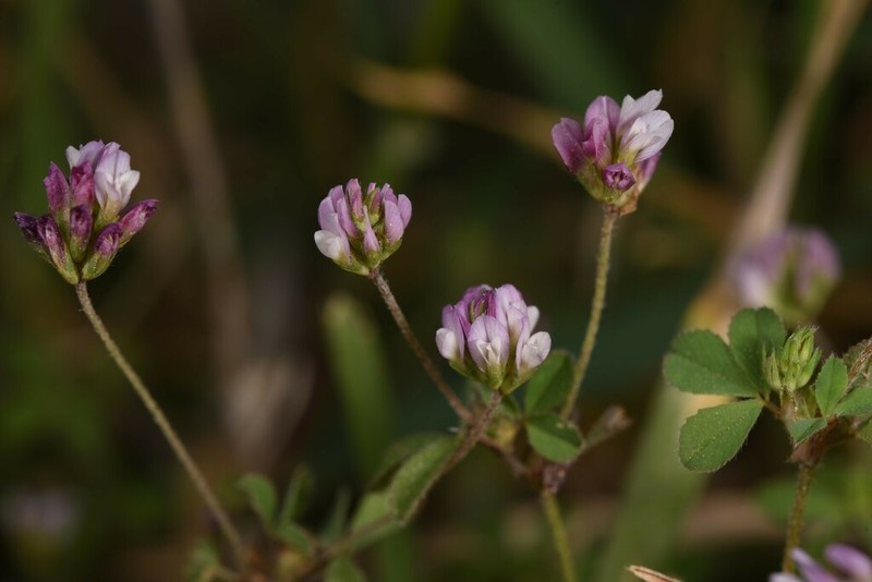 Trifolium erubescens