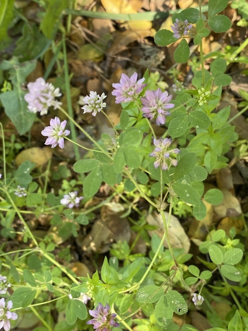 Trifolium erubescens photo 2