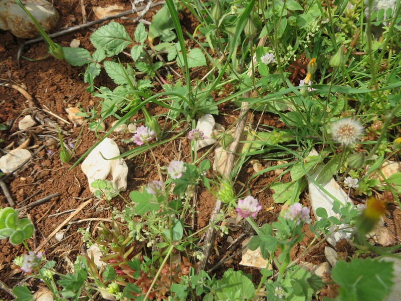 Trifolium erubescens photo 3
