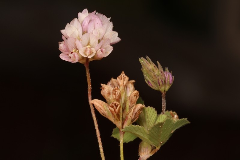 Trifolium erubescens photo 4