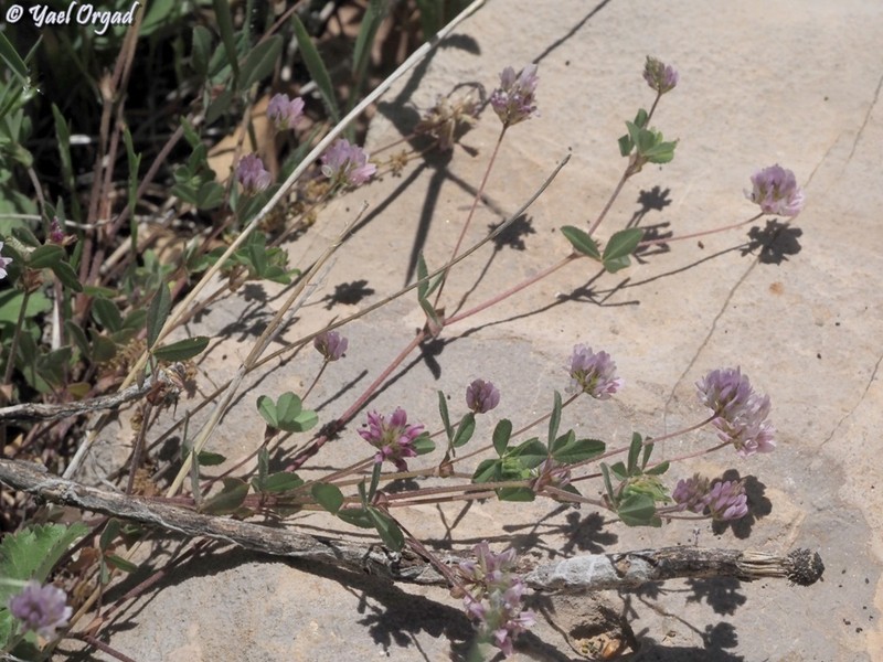 Trifolium erubescens photo 5