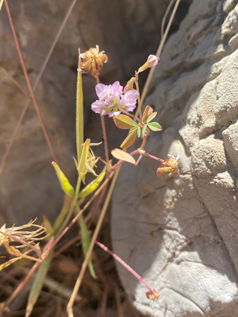Trifolium erubescens photo 6