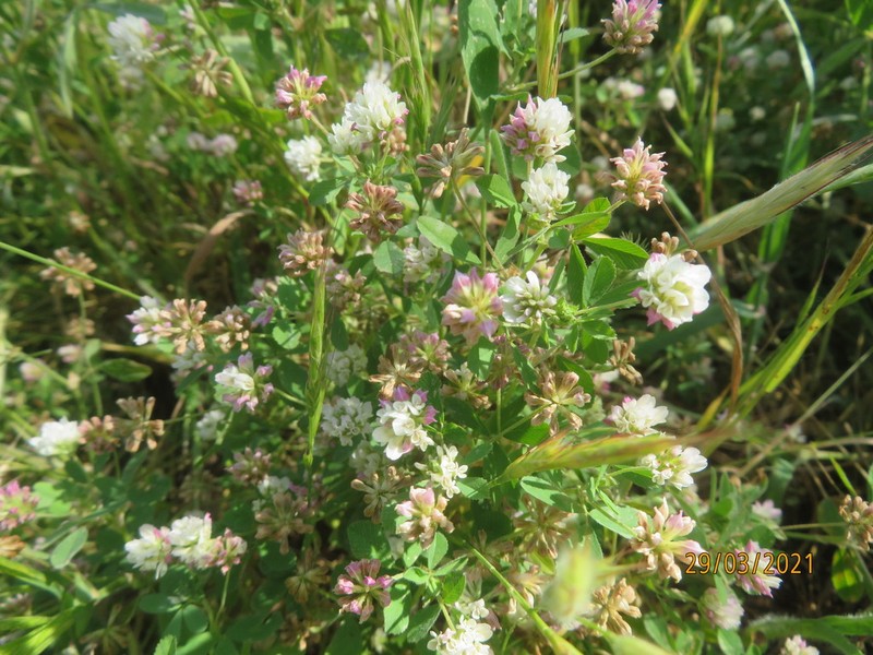 Trifolium erubescens photo 7
