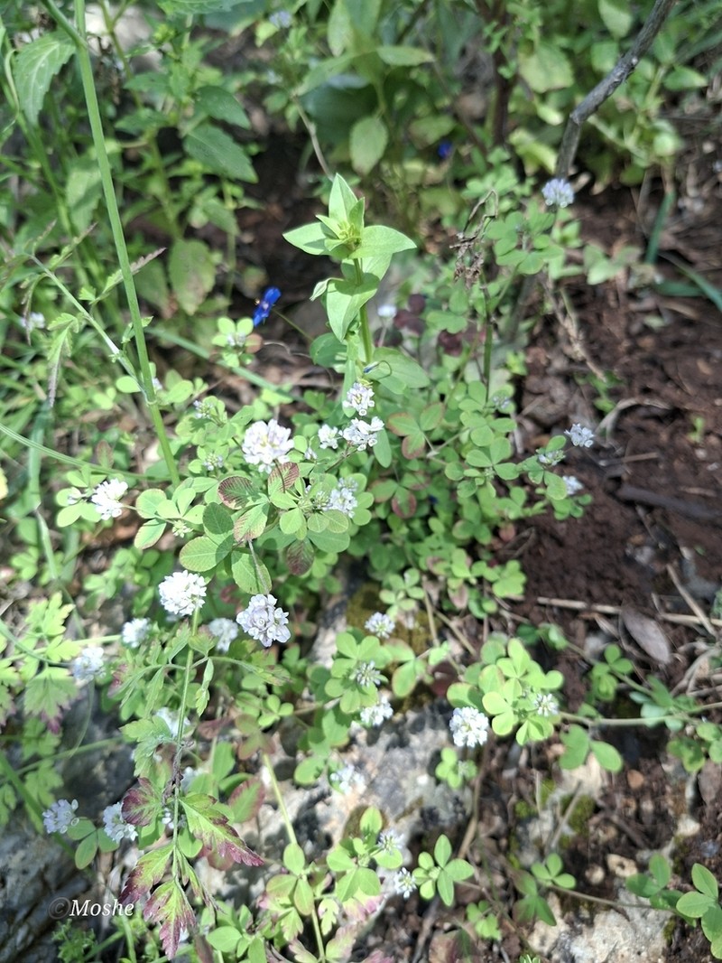 Trifolium erubescens photo 8