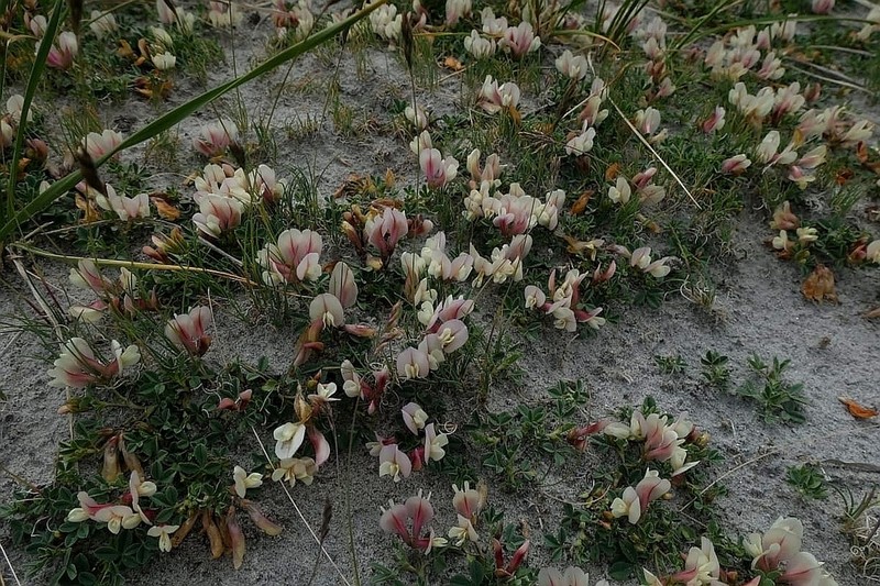 Trifolium eximium